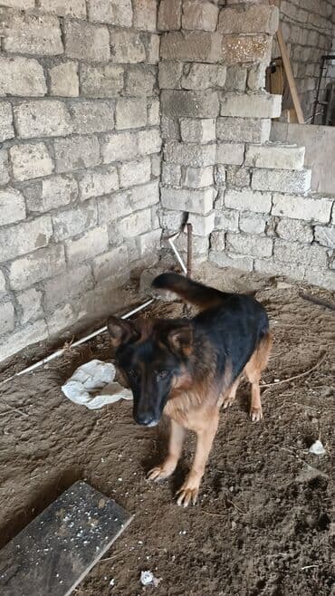 Akvariumlar: Alman çoban iti, Peyvəndli — 2