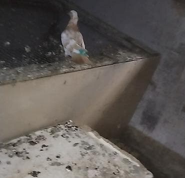 canavar balasi satilir: Buda hemçının sarı çalka mayadı hazır cavandı qusdarın ekseryetı demek — 3