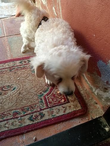 itlerin: Bişon Frize — 1