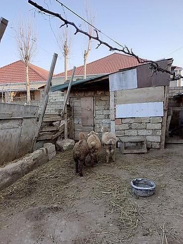 1 kq bugda qiymeti: Erkəkdilər kökdülər 250 manat son qiymətdi — 2