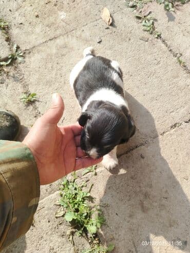 satliq ov itleri berde: 1 ay — 7