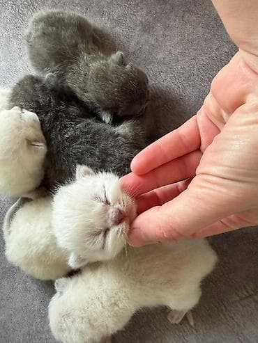 Digər heyvanlar: Təmiz qan Scottish Fold və Blue point Şinşila balalar, 7 mart — 4