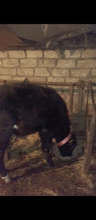 K/t heyvanları üçün mallar: Dana, buzov, Erkək, Simental, ay: 1, 150 kq, Damazlıq, Ünvandan götürmə — 2