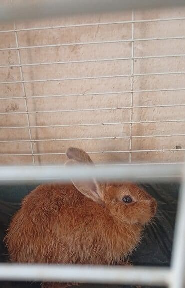 bala dovşanlar: Iki ədəd dovşan satılır.Erkek və dişidir bala verir.Qefes su qabı ilə — 2