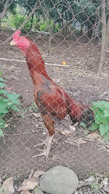 Ağ və qara quyruqlu, uzunboylu döyüş tipli xoruz - Rəng: parlaq