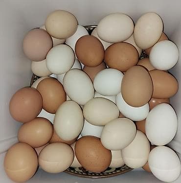 Təzə kənd toyuq yumurtası.həyətdə gəzən toyuqların yumurtası,iri lalafo.az -da Təzə kənd toyuq yumurtası.həyətdə gəzən toyuqların yumurtası,iri