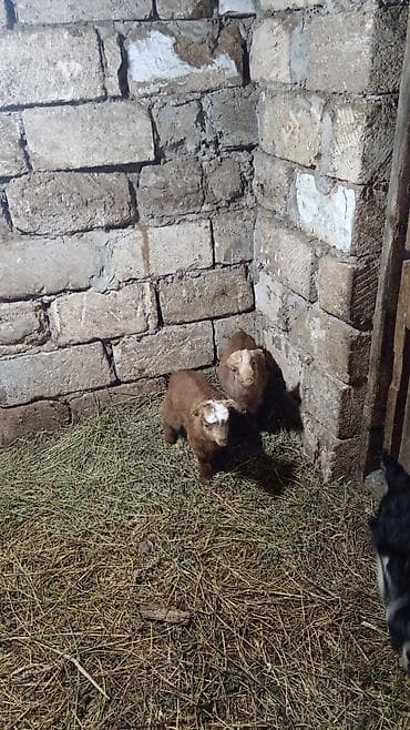 ətlik inək cinsləri: Qoyun-keçi təsərrüfatı üçün uzun tüklü yerli keçilər - Cins: uzun — 6