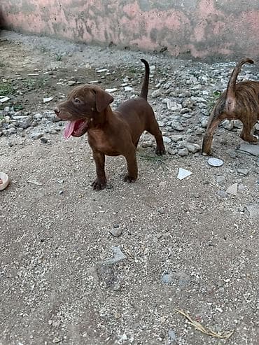 pitbul balası: Pitbul, 1 ay — 4