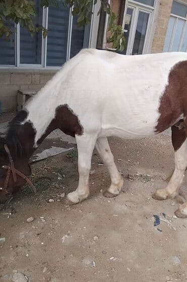 ərəb dovşanı: Erkək, Ərəb, il: 4, Pulsuz çatdırılma — 7