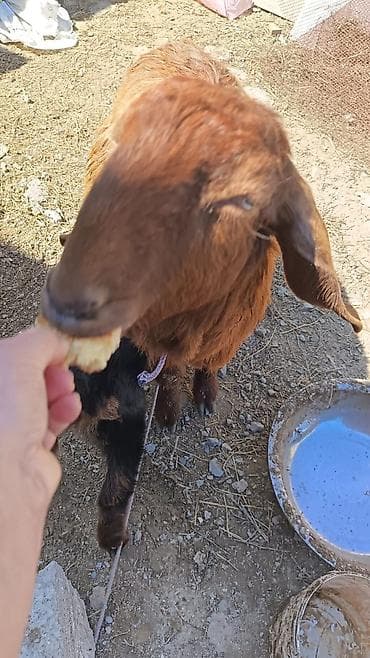 donuz satisi: Nubian tipli qəhvəyi ana keçi və onun balası satılır. Helep ana bala — 2