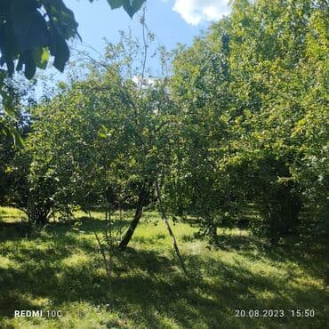 аренда и продажа недвижимости: 25 sot, Mülkiyyətçi, Kupça (Çıxarış) — 2