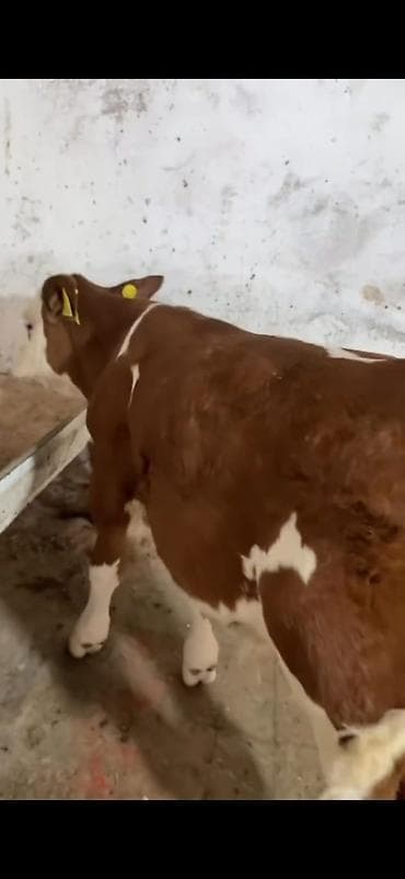 diwi dana: Simental cinsi buzov - Rəng: qırmızı-ağ ləkəli - Qulaq birkaları — 5