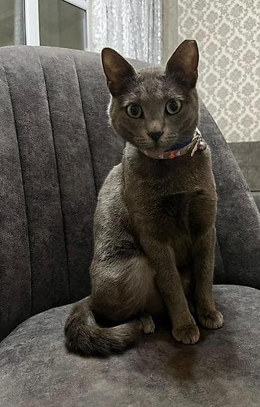 Rus mavi, Dişi, Yaxşı əllərə, Ünvandan götürmə