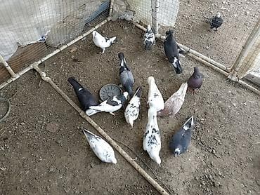 mal qara qusar: Salam kom satirlir 4 m dan isdeyen elaqe saxlasin asaqi yeri olmaz! — 2
