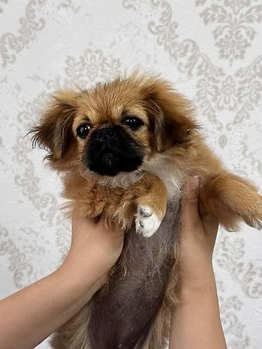 afcarka dişi: Pekines, 3 ay, Dişi — 1