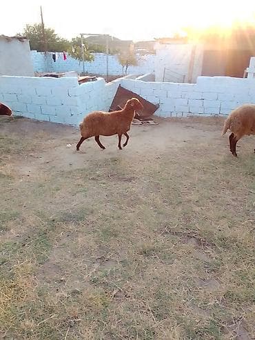 eşşəklər: 1 qarın doğub şişək satılır istəyən olsa yazsın videosunu atım baxın — 4