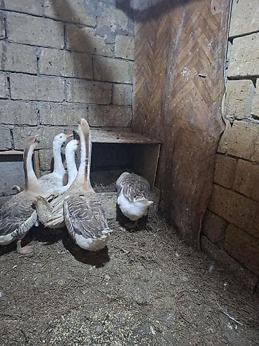 bala dana: Qazlar – iri kənd təsərrüfatı quşları - Növ: ev qazı (boz-ağ rəngli — 2