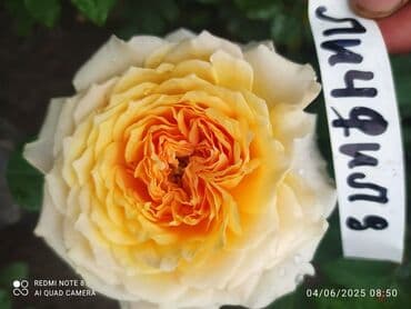 çiyələk şitili: Məhsul: Gül kolları – müxtəlif növ güllər Təsvir: - Seçmə dekorativ — 10