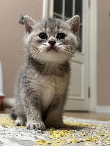 barter heyvanlar: Erkək, Dişi, Yaxşı əllərə, Ünvandan götürmə, Pulsuz çatdırılma, Ödənişli çatdırılma — 5