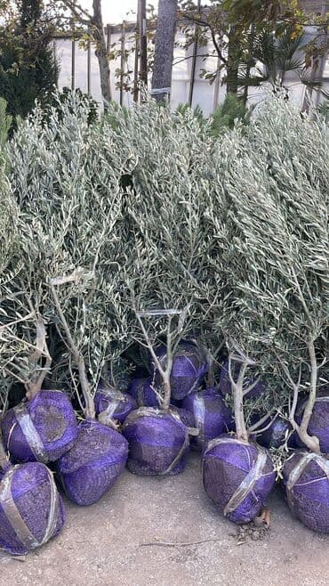 dekor ağaç: Məhsul: Zeytun ağacları (meyvəli) Təsvir: - Şəkillərdə göstərilən — 13