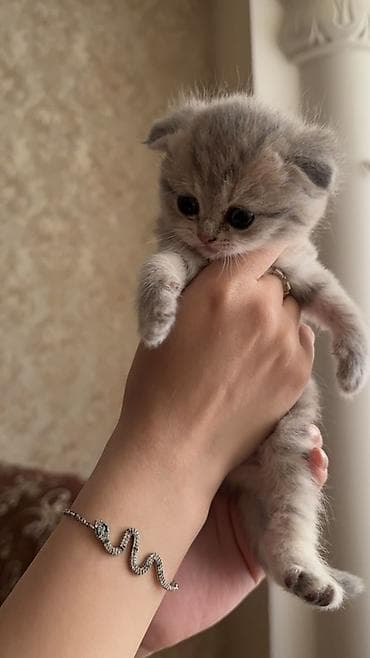 ev heyvani: Şinşilla, Erkək, Dişi, Yaxşı əllərə, Ünvandan götürmə, Pulsuz çatdırılma — 3