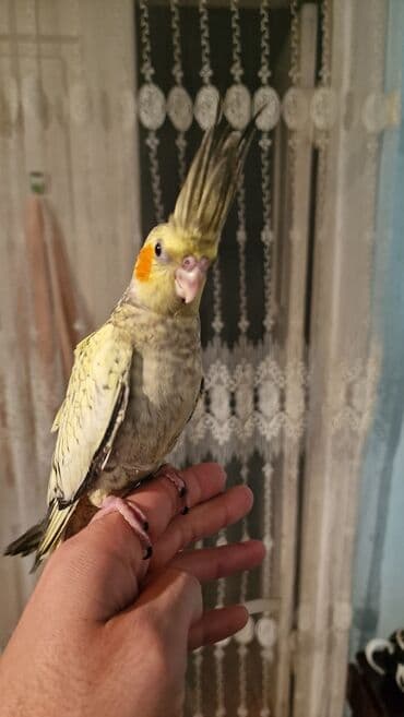 Gəmiricilər: Məhsul: Nimfa tutuquşusu (Cockatiel) Təsvir: - Növ: Nimfa (Nymphicus — 1