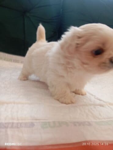 купить хаски щенка: Pekines — 5