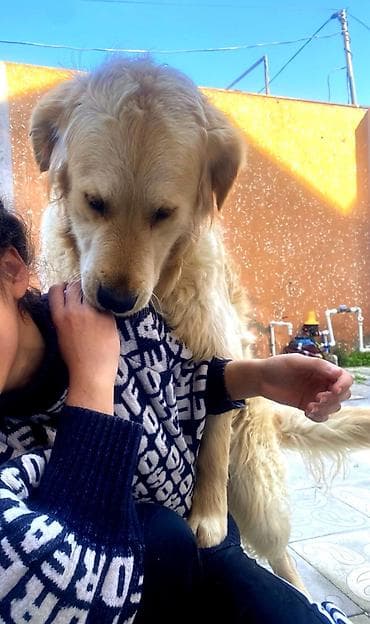 golden it qiymeti: Retriever, 2 il, Erkek, Peyvəndli, Pulsuz çatdırılma — 5