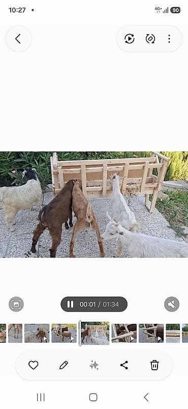 mal inək: 4 ədəd mələz çəpiş satılır. Qiyməti razılaşma yolu ilə — 4