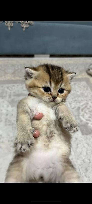 əbabil quşunun qiyməti: Qızıl şinşilla, Dişi, Cütləşmə üçün, Pulsuz çatdırılma — 3