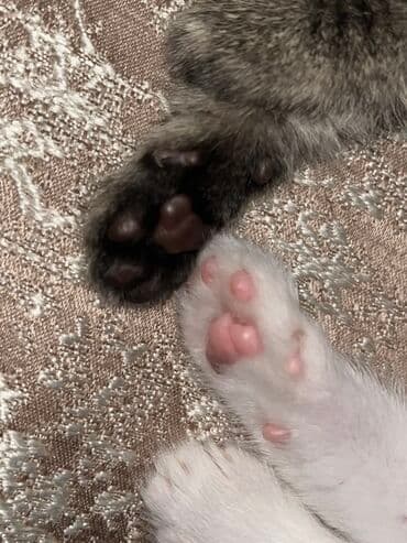 pişik sumkası: Dişi, Yaxşı əllərə, Ünvandan götürmə, Ödənişli çatdırılma — 6