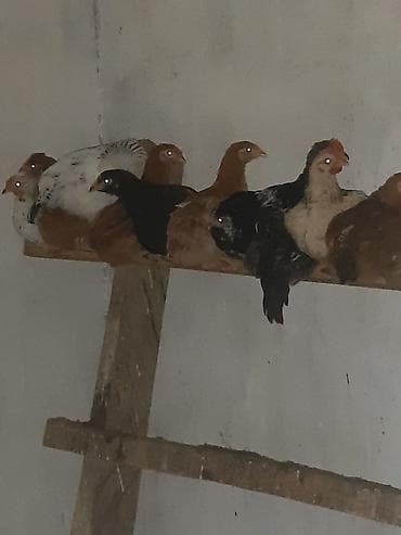 kənd cücəsi: Toyuq cücələri, Ətlik — 6