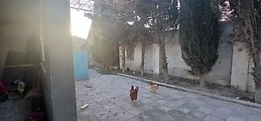 Mərdəkanda həyətyanı sahə və bağ sahəsi 19 sot. İşıq qaz su var - — 2