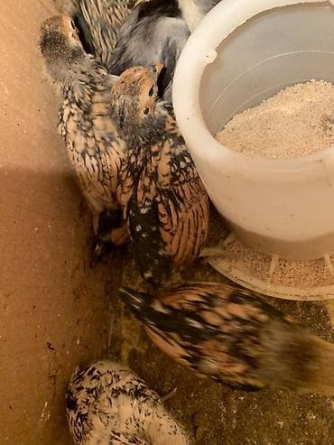 maine coon azerbaycan: Toyuq cücələri, Damazlıq — 2