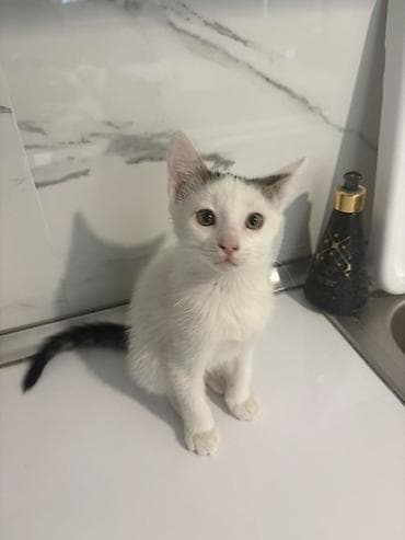 pişik satilir: Yaxşı əllərə, Ünvandan götürmə — 6