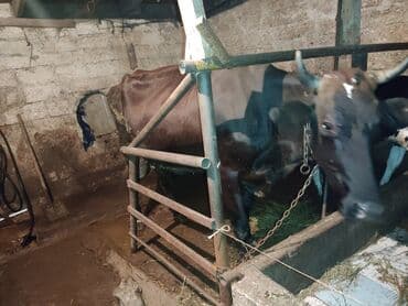 inek satislari: Sağlam inekdir yanvar ayına 3cü qarnı doğacaq — 4