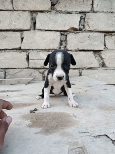 pitbul itlər: Питбуль, 1 месяц, Самец — 7