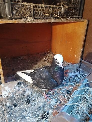 Digər heyvanlar: Qırmızı ebres quyrug erkey super oynamagi ucmagi var cep maya ucub — 4