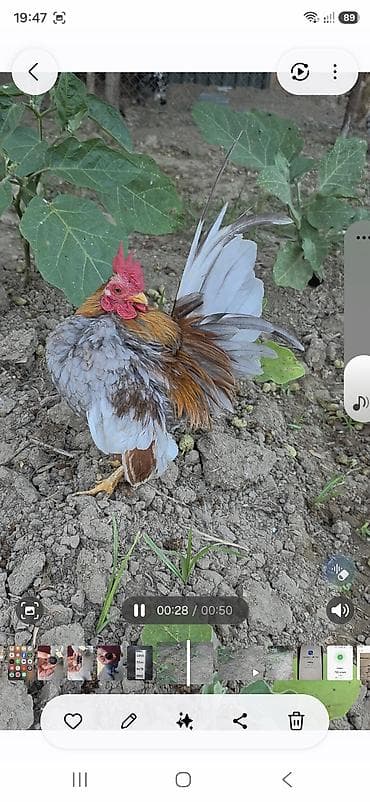 Təmiz qan serama fərə yumurtlayır cütü 120 manat ünvan hövsan