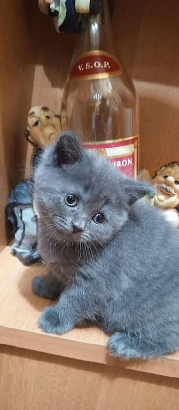 boz pişik cinsi: Britan, Dişi, Erkək, Ödənişli çatdırılma — 3