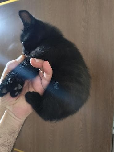 van pişik: Yaxşı əllərə — 6