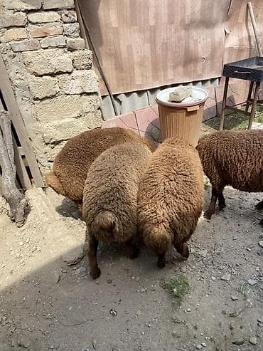 xaski it sekilleri: Quzular– qəhvəyi rəngli, quyruqlu yerli cins - Say: 4 baş (şəkillərdə — 2
