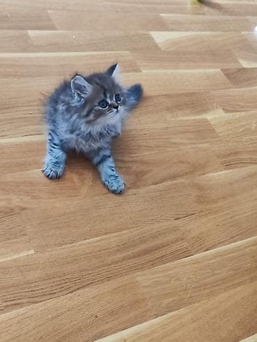 Tabbi — 2