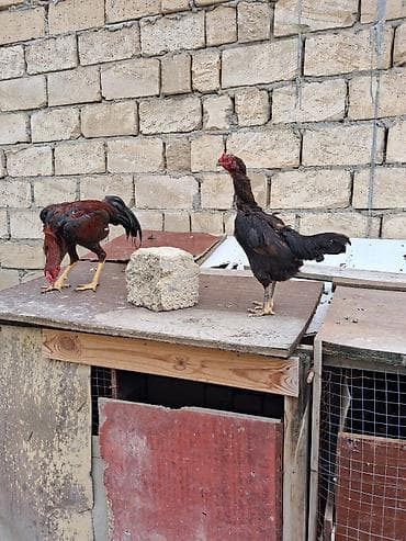 sarı quş: Salam anaw fere satilir Brazil Indanez qariwiqidi 80azn ciddi Wexsler — 5
