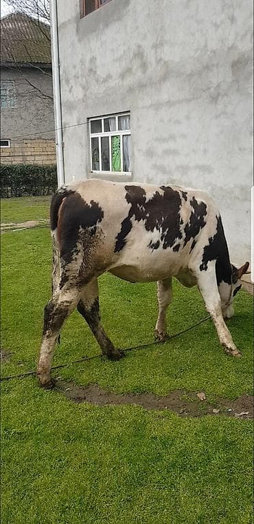 anqus dana: Qaramal – erkək dana (qara-ağ alaca) simental 1 il 8 ayliq hundur — 7