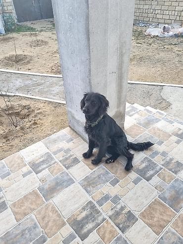 Quşlar: 8ayliqdir.Parodasini bilenler taniyar nece bahali itdir.qiymətdə cuzi — 4