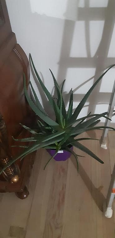 30 yas sekilleri: 11 illik aloe.min bir derdin dermani — 1