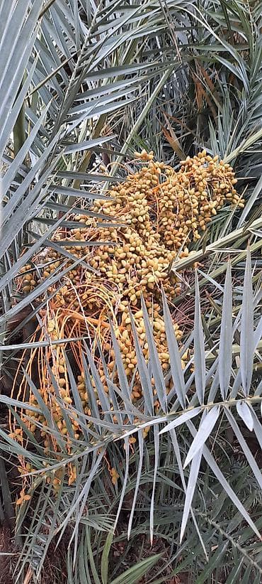 xurma qiyməti: Xurma palmı (Phoenix dactylifera) – məhsuldar ağac Real alici Elaqe — 4