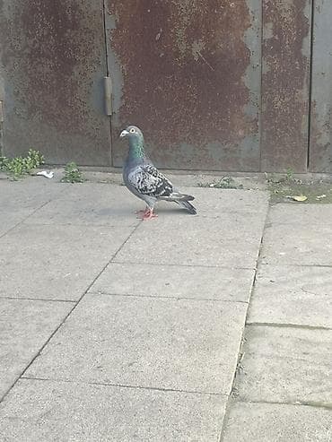 Orjinal yarış postası qızğın erkey