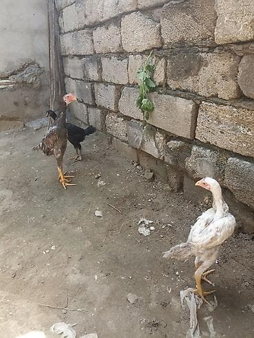 qazel heyvan: Toyuq cücələri, Damazlıq — 1